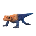 Agama_Lizard